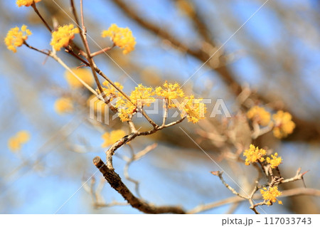サンシュユの花 満開 サンシュユの花 満開 117033743