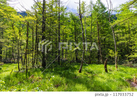 日本屈指の山岳リゾート 新緑の上高地 田代湿原 日本屈指の山岳リゾート 新緑の上高地 田代湿原 117033752