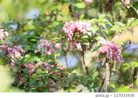 爽やか　アセビの花 117033936