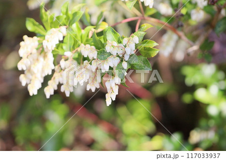 爽やか　アセビの花 117033937