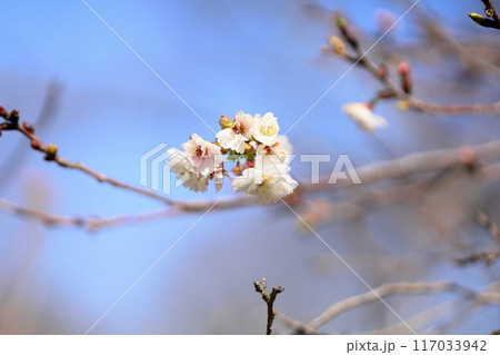 コブクザクラの花 コブクザクラの花 117033942