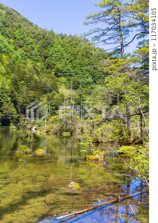 日本屈指の山岳リゾート 新緑の上高地 明神池 日本屈指の山岳リゾート 新緑の上高地 明神池 117034105
