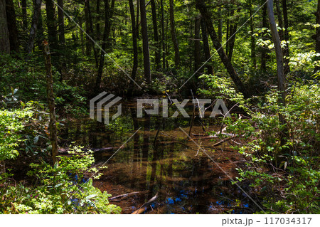 日本屈指の山岳リゾート 新緑の上高地 明神池 日本屈指の山岳リゾート 新緑の上高地 明神池 117034317
