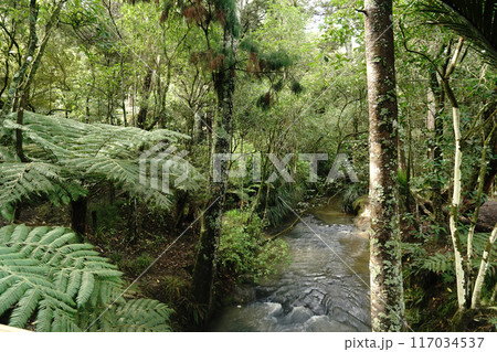 ボタニックガーデンの冬の楽しみ方 ボタニックガーデンの冬の楽しみ方 117034537