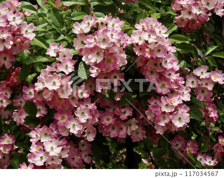 バレリーナ 117034567