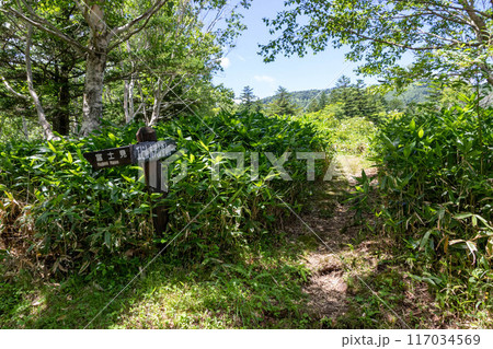 エビ山の登山口　群馬県野反湖キャンプ場 117034569