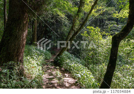 新緑に包まれる登山道 117034884