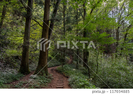 新緑に包まれた林道 117034885