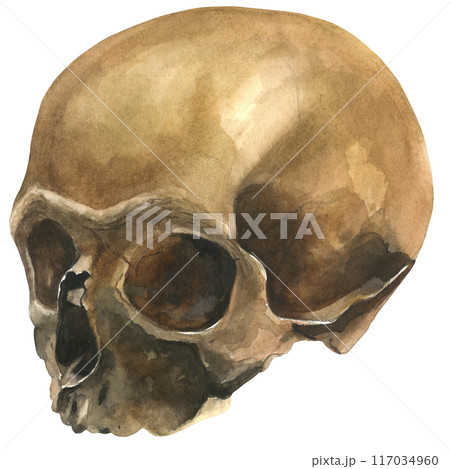 Human skull without lower jaw.Watercolor illustration hand drawn, isolated on a white background 117034960