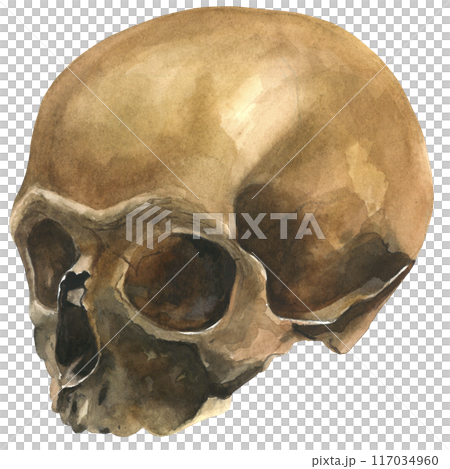 Human skull without lower jaw.Watercolor illustration hand drawn, isolated on a white background 117034960