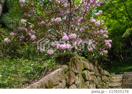 満開のシャクナゲと苔むした古い石垣のコラボ情景 117035178