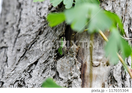 木の穴に隠れたカエル 木の穴に隠れたカエル 117035304
