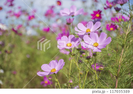 秋の花コスモス 秋の花コスモス 117035389