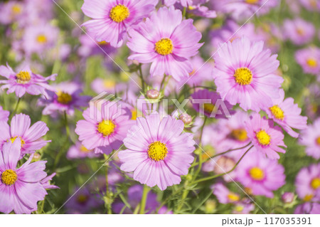 秋の花コスモス 秋の花コスモス 117035391