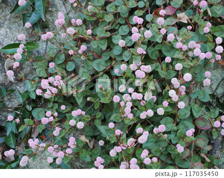 石垣に生えるヒメツルソバ 福岡県太宰府市坂本 石垣に生えるヒメツルソバ 福岡県太宰府市坂本 117035450