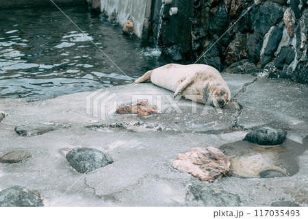 眠るアザラシ 117035493