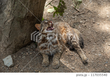 The Amur leopard cat (Prionailurus bengalensis euptilura) living in russian forest, Far East. The Amur leopard cat (Prionailurus bengalensis euptilura) living in russian forest, Far East. 117035540