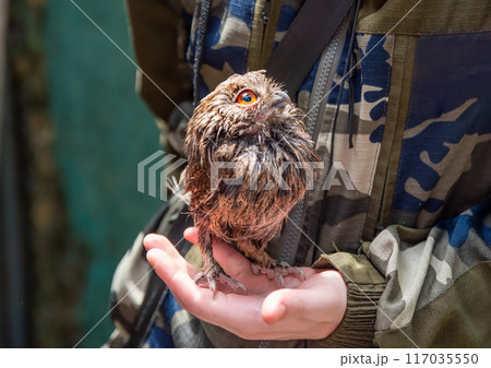 Person holding The collared scops owl (Otus lettia) bird on arm as a caring of a World Animal Day Person holding The collared scops owl (Otus lettia) bird on arm as a caring of a World Animal Day 117035550