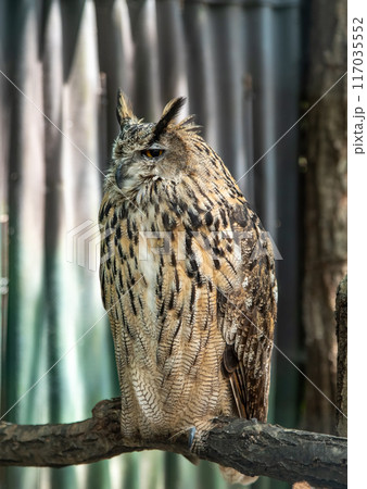The Eurasian eagle-owl (Bubo bubo), also called the Uhu and eagle-owl The Eurasian eagle-owl (Bubo bubo), also called the Uhu and eagle-owl 117035552