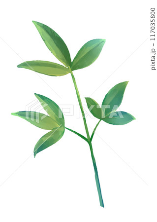 南天の葉の水彩風ベクターイラスト 南天の葉の水彩風ベクターイラスト 117035800