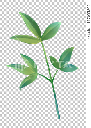 南天の葉の水彩風ベクターイラスト 南天の葉の水彩風ベクターイラスト 117035800