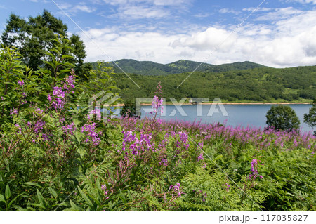 夏の野反湖　ヤナギランの群生地 117035827