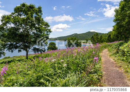 夏の野反湖　ヤナギランの群生地と遊歩道 117035868
