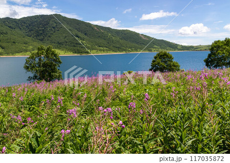 夏の野反湖　ヤナギランの群生地　群馬県 117035872