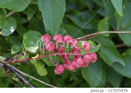 花が果実のように見える猛毒のドクウツギ・クローズアップ 117035876