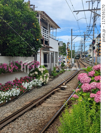 江ノ電が来てる紫陽花の踏切 江ノ電が来てる紫陽花の踏切 117036170