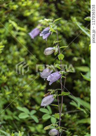 咢片の間が盛り上がっているヤマホタルブクロ・忍野村 117036338