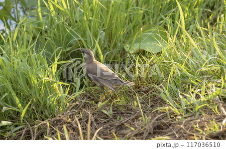 エサを探すムクドリの幼鳥 エサを探すムクドリの幼鳥 117036510