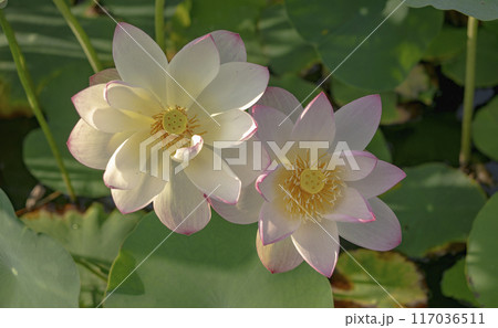 美しく咲くハスの花 美しく咲くハスの花 117036511