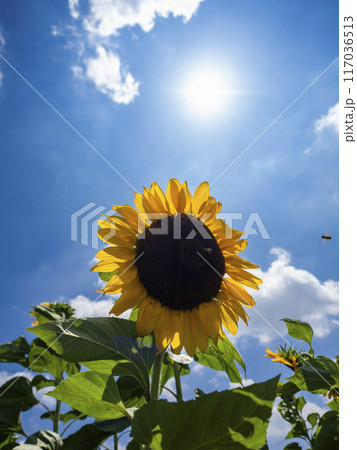 太陽と向日葵 太陽と向日葵 117036513