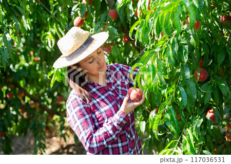 Young Hispanic female owner of orchard gathering harvest of peaches Young Hispanic female owner of orchard gathering harvest of peaches 117036531