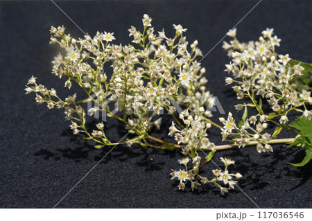 黄白色の小さな花をたくさんつけるコゴメウツギ 黄白色の小さな花をたくさんつけるコゴメウツギ 117036546