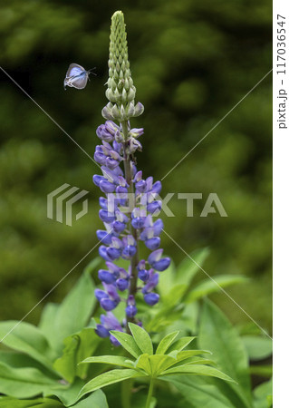 ルピナスの花を求めて飛翔中のウラナミシジミ・忍野村 ルピナスの花を求めて飛翔中のウラナミシジミ・忍野村 117036547