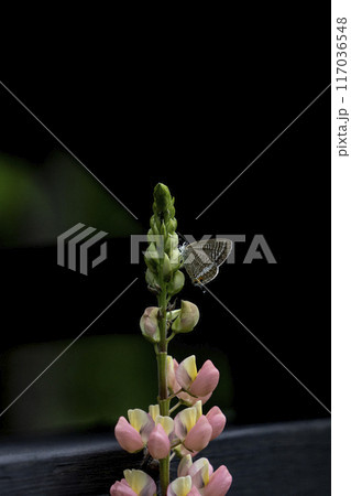 ルピナスの花に止まるウラナミシジミ・忍野村 117036548