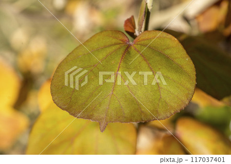 ハマボウの黄色く紅葉し始めたハート形の葉 ハマボウの黄色く紅葉し始めたハート形の葉 117037401