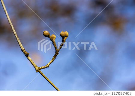 サンシュウのまだ固い蕾・クローズアップ 117037403