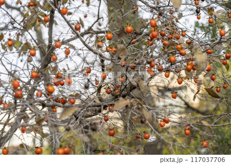 盆栽に良く用いられるロウヤガキの小さな赤い渋い果実 117037706