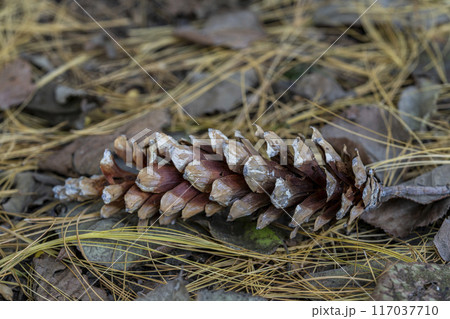 ラグビーボールのような長い楕円形の松ぼっくり・シロマツ 117037710