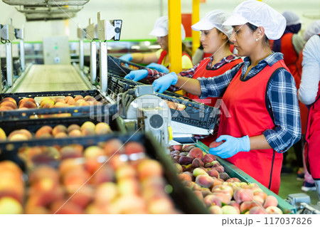 Latino women sorting peaches at fruit storage Latino women sorting peaches at fruit storage 117037826