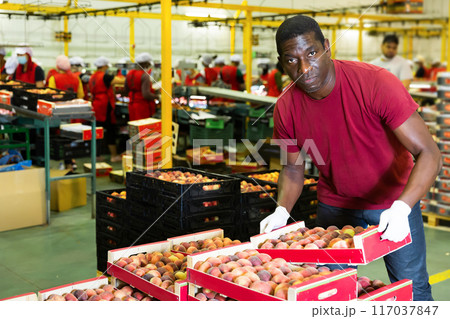 Man working at fruit storage carrying box Man working at fruit storage carrying box 117037847