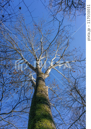 冬の日を浴びるアメリカスズカケノキの大木 117038031