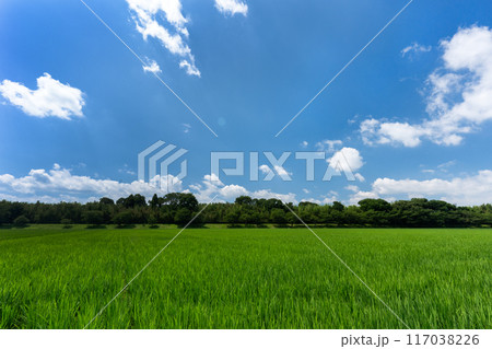 真夏の頃の水田と夏空のコピースペース 117038226