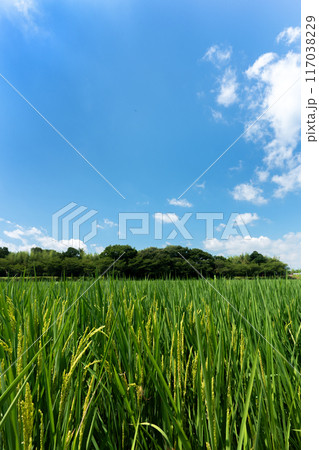稲の花が咲き始めた真夏の頃の水田と夏空のコピースペース 稲の花が咲き始めた真夏の頃の水田と夏空のコピースペース 117038229