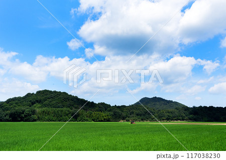 真夏の頃の水田と夏空のコピースペース 真夏の頃の水田と夏空のコピースペース 117038230