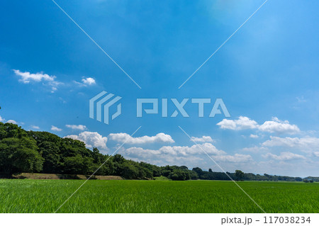 真夏の頃の水田と夏空のコピースペース 117038234