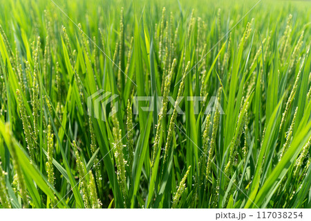 咲き始めた稲の花 117038254